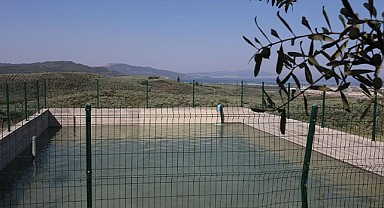 Ölümsüz ağaç suya kavuştu