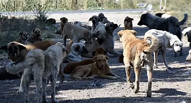 Sahipsiz sokak köpekleriyle ilgili kanun teklifi kabul edildi
