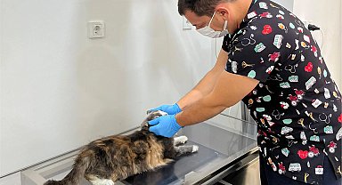 Tedavisi tamamlanan can dost doğal ortamına salındı