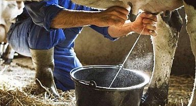 Ticari süt işletmeleri milyon tonu aşkın inek sütü topladı
