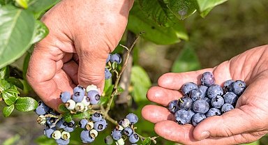 Tropikal meyve ihracatı yüzde 12 arttı