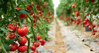 Yaş meyve sebze mamulleri ihracatı 6 ayda 3 milyar doları aştı