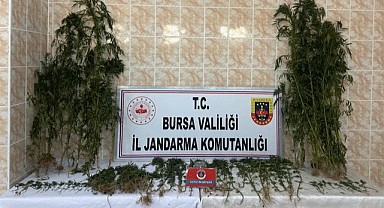 Ahırını uyuşturucu bahçesi yapmış