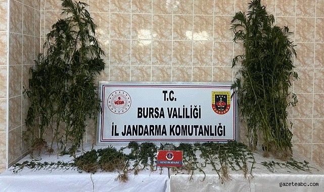 Ahırını uyuşturucu bahçesi yapmış