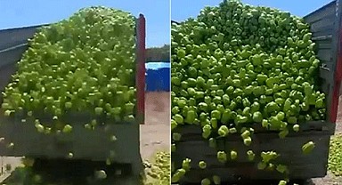 Çiftçi tarlalarını yakacak duruma geldi