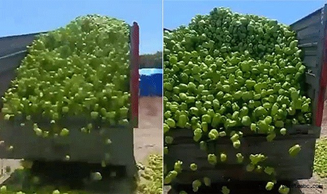 Çiftçi tarlalarını yakacak duruma geldi