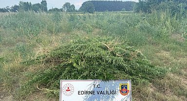 Edirne Keşan'da 3 bin kenevir bitkisine imha