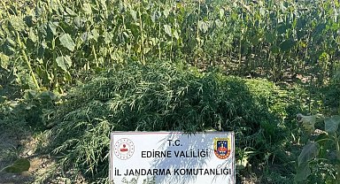 Edirne'de 27 bin kök kenevir imha edildi