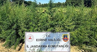 Edirne'de binlerce kök kenevir el konuldu