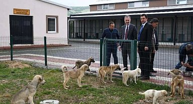 Hayvanları Koruma Kanunu 'Resmi'leşti!