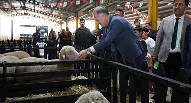İnegöl'de Küçükbaş Hayvancılık Festivali için geri sayım başladı