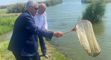 İpsala'da yetiştirilen balıklar iç sulara bırakıldı