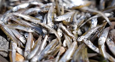 İzmir Körfezi için Bakanlık harekete geçti