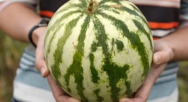 Kavun ve karpuzun iyisini seçmek için bu taktikleri kullanın!