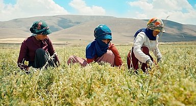 Kayseri'de yeşil mercimek ekimi artırılıyor