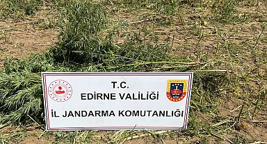 Lalapaşa'da 5600 kök kenevir ele geçirildi