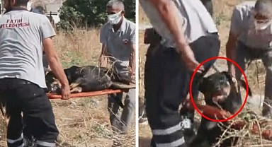 Saldırgan köpekler can aldı