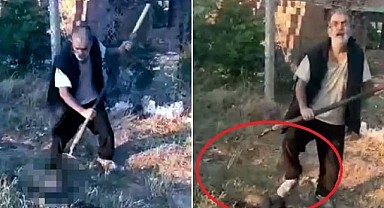 Yavru Köpeği Dirgen Saplayarak Öldürdü