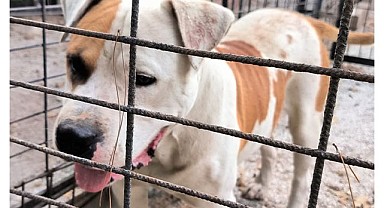 Ata saldıran köpek yakalandı