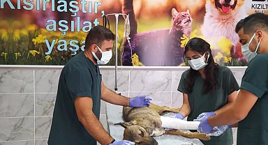 Ayağı kırılan köpek tedavi edildi