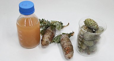 BTÜ'lü akademisyenler kozalak şuruplarının içeriğini araştıracak