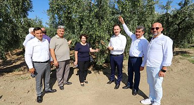 Bursa'da zeytin rekoltesinde yüksek verim bekleniyor