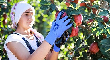 Elma ve elma suyu ihracatı 321 milyon dolara ulaştı