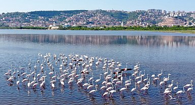 İzmit Körfezi'nin pembe süsleri geldi... Biyoçeşitlilik artıyor