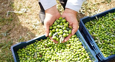 Orhangazi Belediyesi Tarım A.Ş. İlk Siyah İnci Zeytin Hasadını Gerçekleştirdi