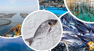 Su ürünleri yetiştiriciliği desteklenecek... Verilecek ödemeler belli oldu