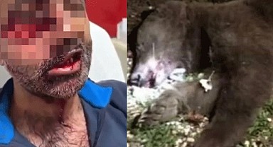 Ayı saldırısında kanlar içinde kaldı