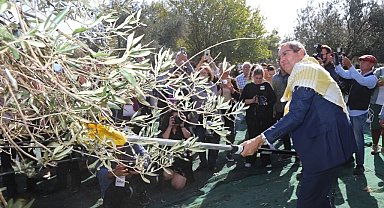 Ayvalık'ta 19. Zeytin Hasat ve Turizm Festivali heyecanı