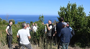 Bursa Orman, Mudanya kırsalında defne sahalarını iyileştirecek