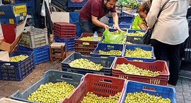 Bursa Tuz Pazarı'nda kurmalık zeytin satışı başladı
