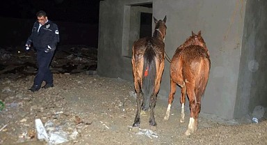 En çok at ve eşek eti yedirilen iki il açıklandı