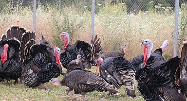 Bursa Valiliği'nden dolandırıcılık uyarısı!