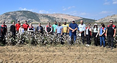İzmir Torbalı'da teşvikli tarlalarda pamuk hasadı