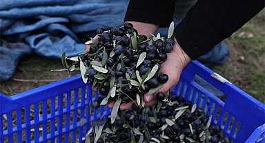 Başkan Şadi Özdemir zeytin hasadına katıldı