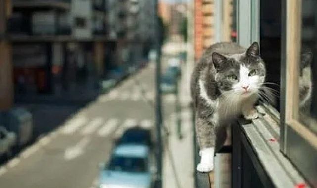 Bursa İtfaiyesi'nden kedi ihbarları farkındalığı