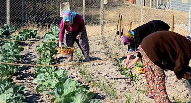 İzmir Bornova'da ilk hasat gerçekleşti