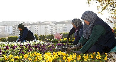 300 bin kış çiçeği toprakla buluşuyor