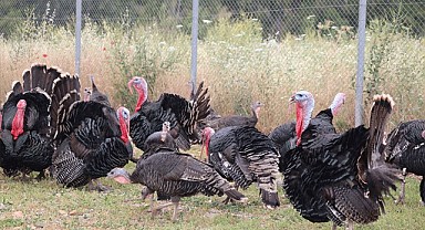 Sofraları Süsleyen Hindi Elde Kaldı