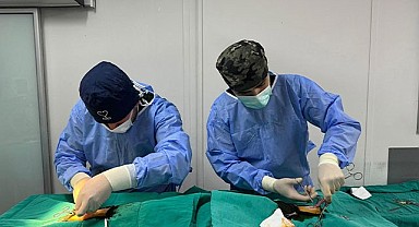 Osmangazi’de kedi popülasyonu kontrol altında