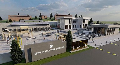 Gemlik Belediyesi Patili Dostlara Sahip Çıkıyor