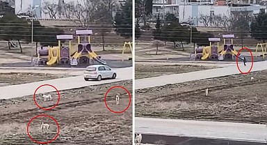 Sokak Köpekleri Çocuklara Saldırdı