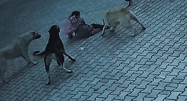 10 yaşındaki çocuğa sokak köpekleri saldırdı