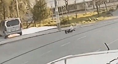 İzmir'de köpek saldırısı!