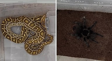 Sivas'ta Egzotik Hayvan Kaçakçılığı Operasyonu
