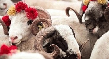 Kurban kesim bedeli belli oldu