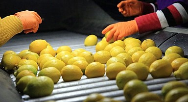Limon İhracatı Durduruldu!